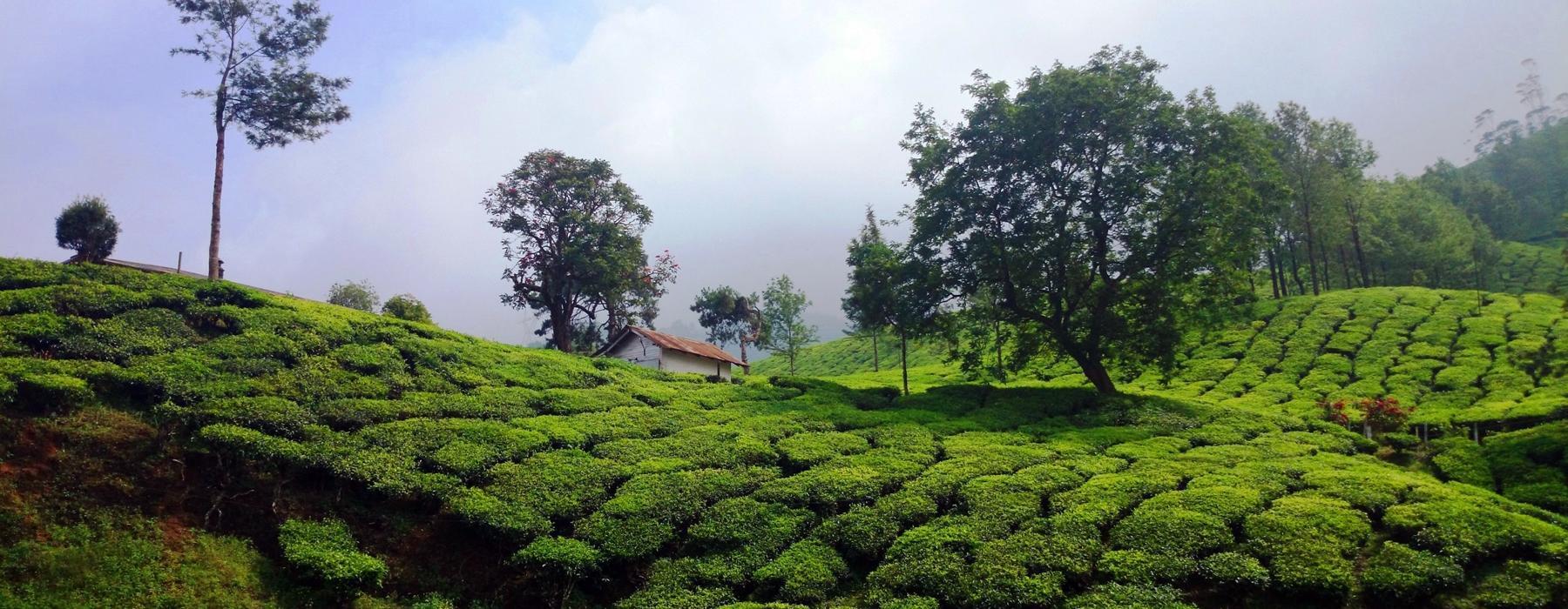 Tea/Spice Plantation Visit in Kerala