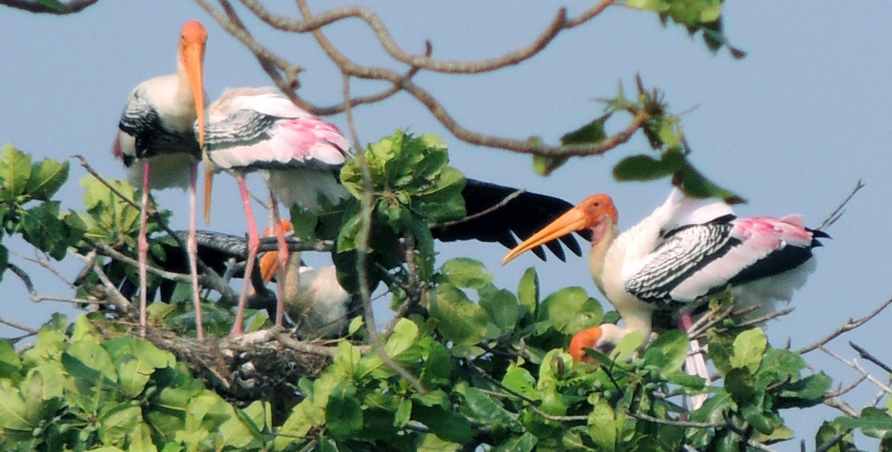Bird watching in Kerala