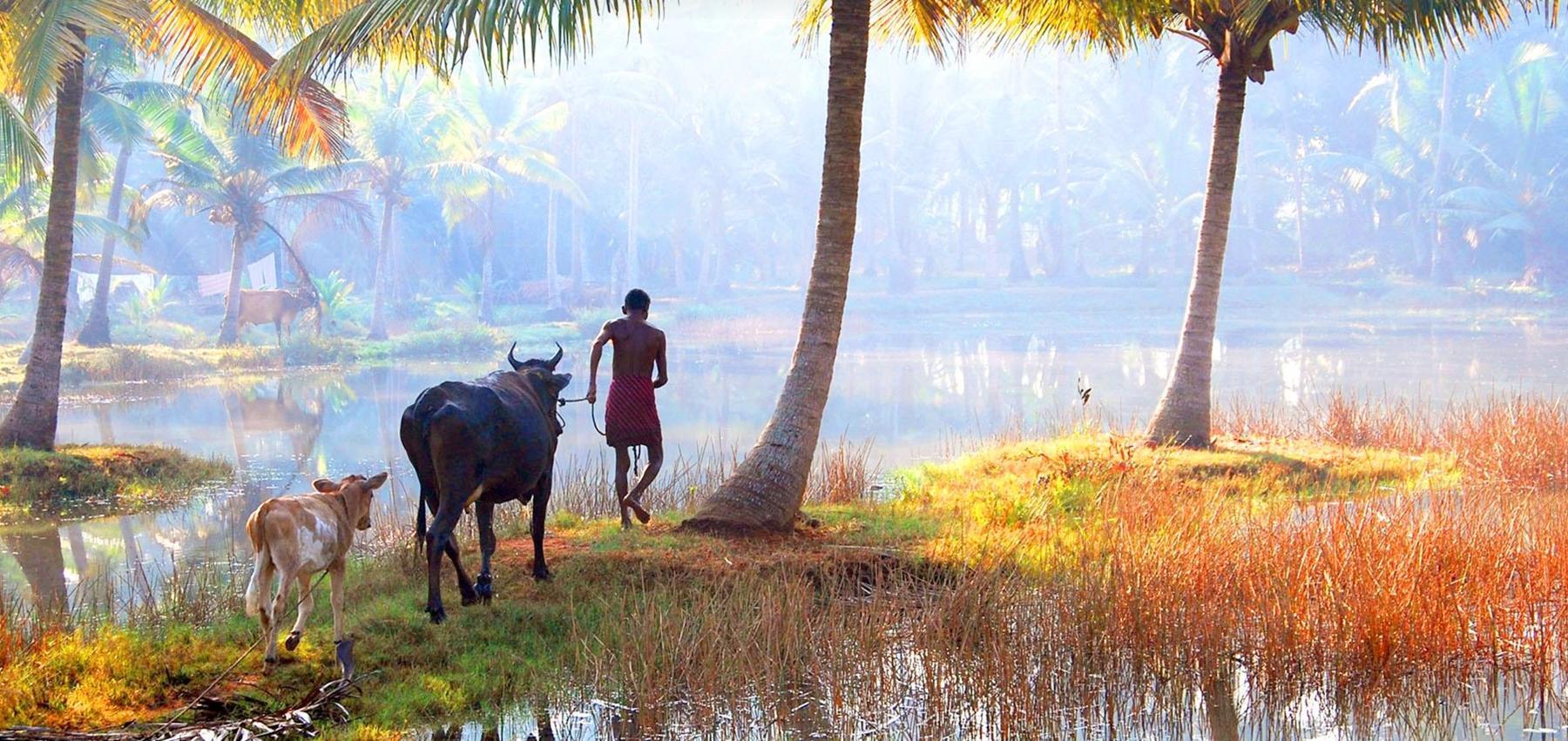 Village walk in Kerala